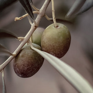 Olive - Squalane Végétal (N° 212) 